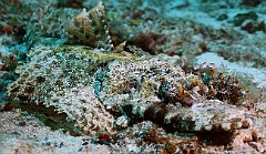 Raja Ampat 2016 - Cymbacephalus beauforti - Crocodile flathead - Poisson crocodile de Beaufort -IMG_4850_rc